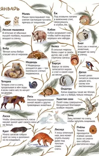 От зимы к лету. Как живут лесные звери