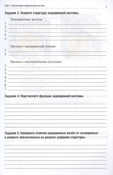 Анатомия человека. Спланхнология. Часть 6. Эндокринная, иммунная и лимфатическая системы. Тетрадь-практикум