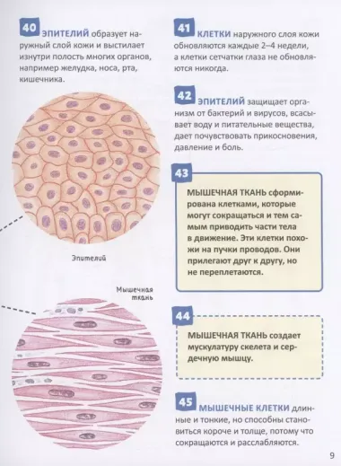 Человек. 250 фактов. Энциклопедия российского школьника