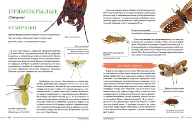 Насекомые мира. Детская энциклопедия