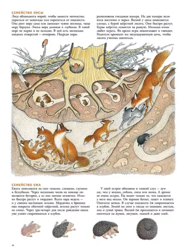 В лесу: энциклопедия в картинках