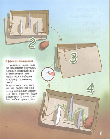 Весёлые научные опыты. Увлекательные эксперименты с растениями и солнечным светом