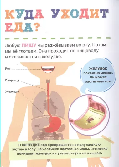 Тело человека