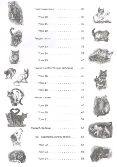 Пошаговые уроки рисования. Рисуем кошек и собак