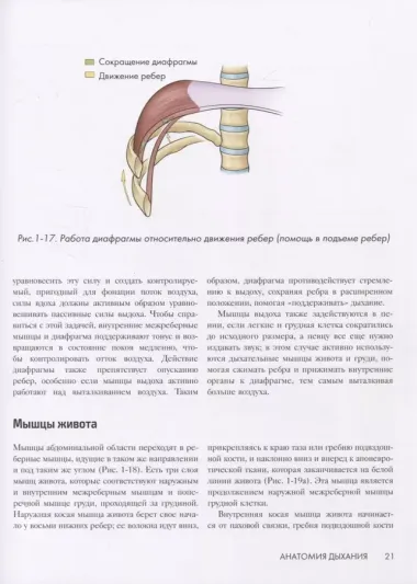 Анатомия голоса. Иллюстрированное руководство для певцов, преподавателей по вокалу и логопедов