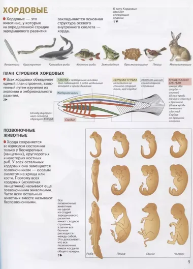 Атлас. Хордовые животные