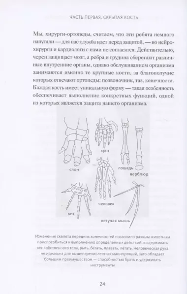 Кости: внутри и снаружи