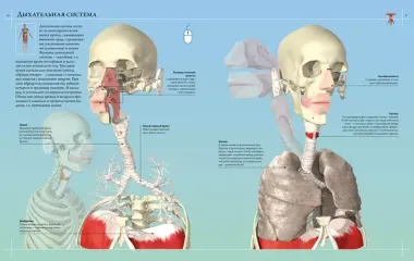 Иллюстрированный атлас. Анатомия человека