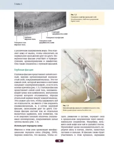 Fascia. Что это такое и почему это важно