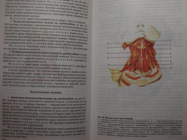 Атлас анатомии человека