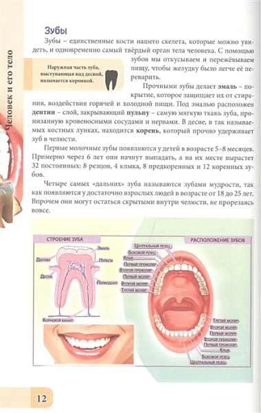 ЭНЦИКЛОПЕДИЯ. В МИРЕ ЗНАНИЙ. ЧЕЛОВЕК И ЕГО ТЕЛО