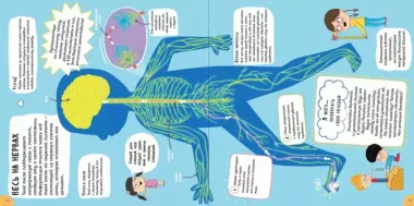 Тело человека. Моя первая энциклопедия