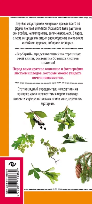 Листья деревьев. Как узнать растение. Наглядный карманный определитель