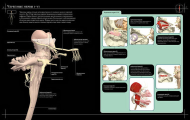 Анатомия человека 360°. Иллюстрированный атлас