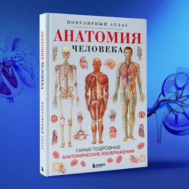 Анатомия человека. Популярный атлас. Самые подробные анатомические изображения