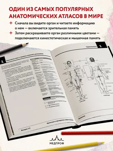 Анатомия Неттера: атлас-раскраска