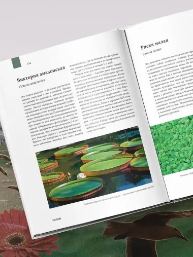 Атлас Земли. Животные, растения, грибы, бактерии, минералы и другие сокровища нашей планеты