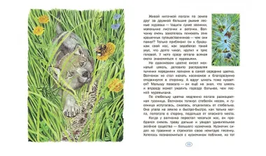 История одного волчонка. Рассказ