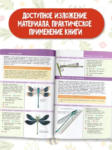 Насекомые России