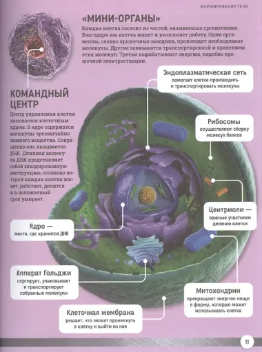 Как устроено твое тело. Энциклопедия