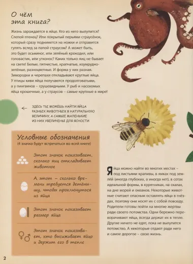 Кто появляется на свет из яйца?