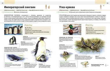 Животные. Все обитатели нашей планеты