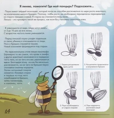 Паук - удивительное творение Аллаха