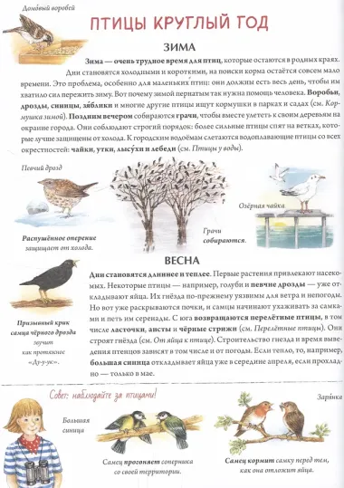 Книга о птицах. BIObook А. Толмачёва