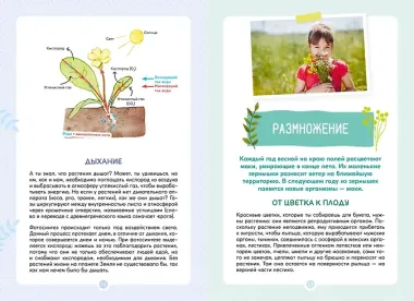 Растения вокруг нас