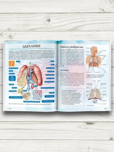 Тело человека