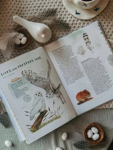 Птицы Камчатки и Командорских островов. Где найти и как узнать