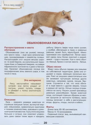 Кто живет в лесу?