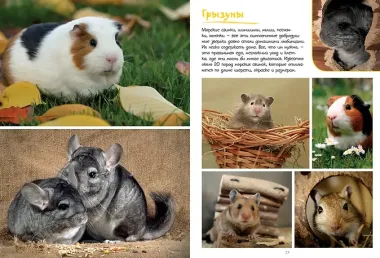 Моя большая книга о животных