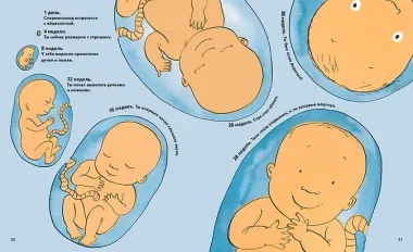 Откуда берутся дети?