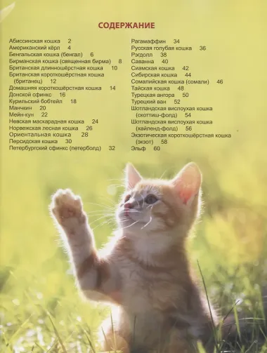 Энциклопедия для детей. Кошки