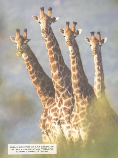 Животные. Современная энциклопедия