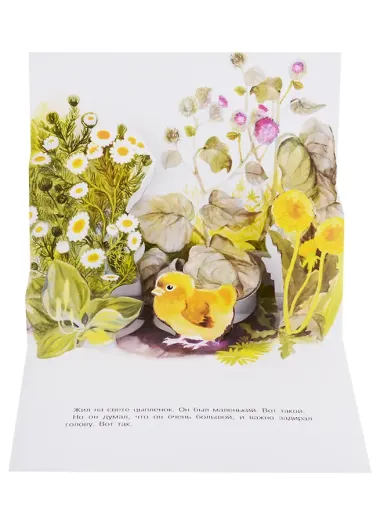 Панорамки. цыплёнок