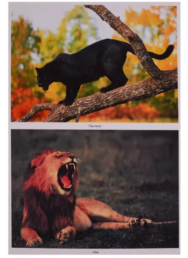 ФГОС Мир в картинках. Животные жарких стран.