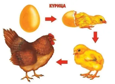 Как растет живое. Рост и развитие людей и живых организмов. Демонстрационный материал для занятий в группах детских садов и индивидуально