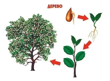 Как растет живое. Рост и развитие людей и живых организмов. Демонстрационный материал для занятий в группах детских садов и индивидуально