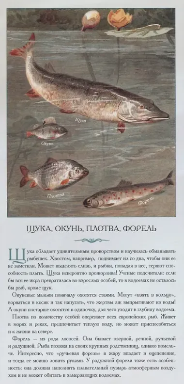Животные нашей планеты «Обитатели водоемов. Рассказы тех, кто молчит»