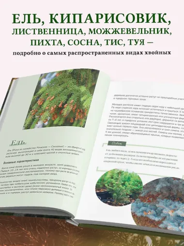 Роскошные хвойные: виды, посадка, уход