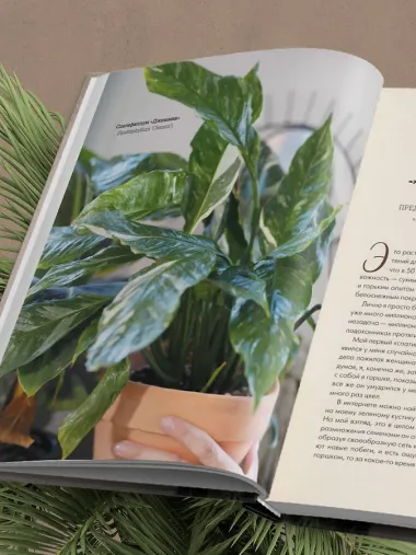 Секреты комнатных джунглей. О чем молчат растения и как понять, что им нужно на самом деле