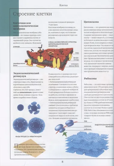 Тело человека