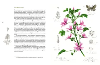 Бабочки. Основы систематики, среда обитания, жизненный цикл и магия совершенства