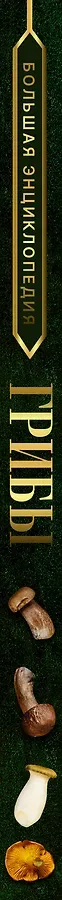 Большая энциклопедия. Грибы. Съедобные и несъедобные. Собираем и готовим
