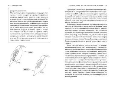 Зачем мы бежим, или Как догнать свою антилопу. Новый взгляд на эволюцию человека