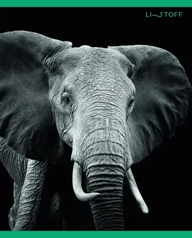 Тетрадь в клетку Listoff, 