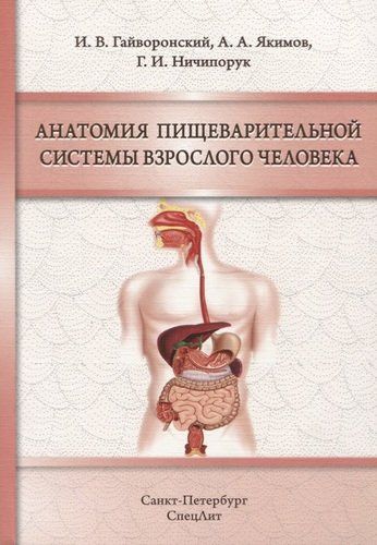 Анатомия пищеварительной системы взрослого человека