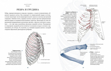 Анатомия (с иллюстрациями из классической 